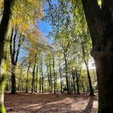 New Forest National Park