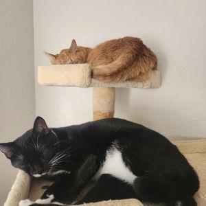 Feline Fund