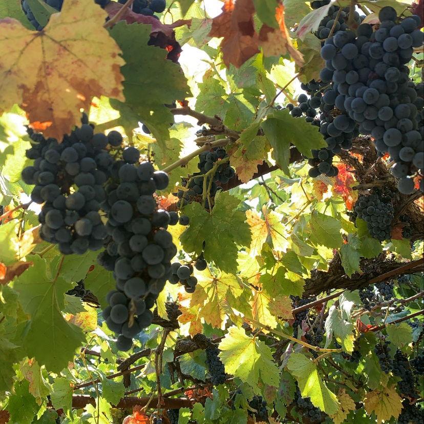 This photo of grapes grown by Elina's father in Crimea, Ukraine