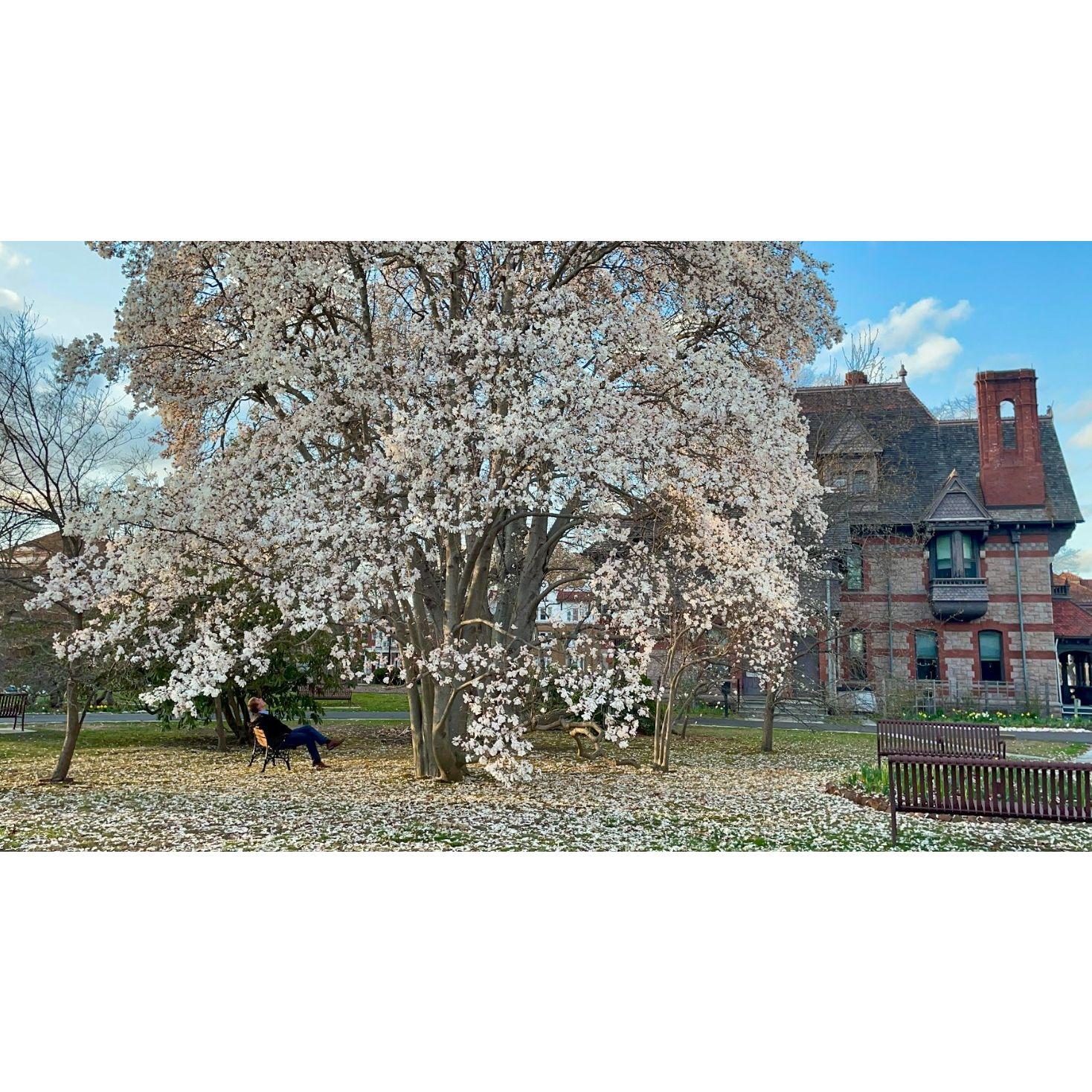 Mark Twain House | April 2025
