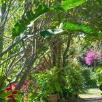Barney's Flower & Hummingbird Garden Jamaica