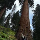 Stagg Tree