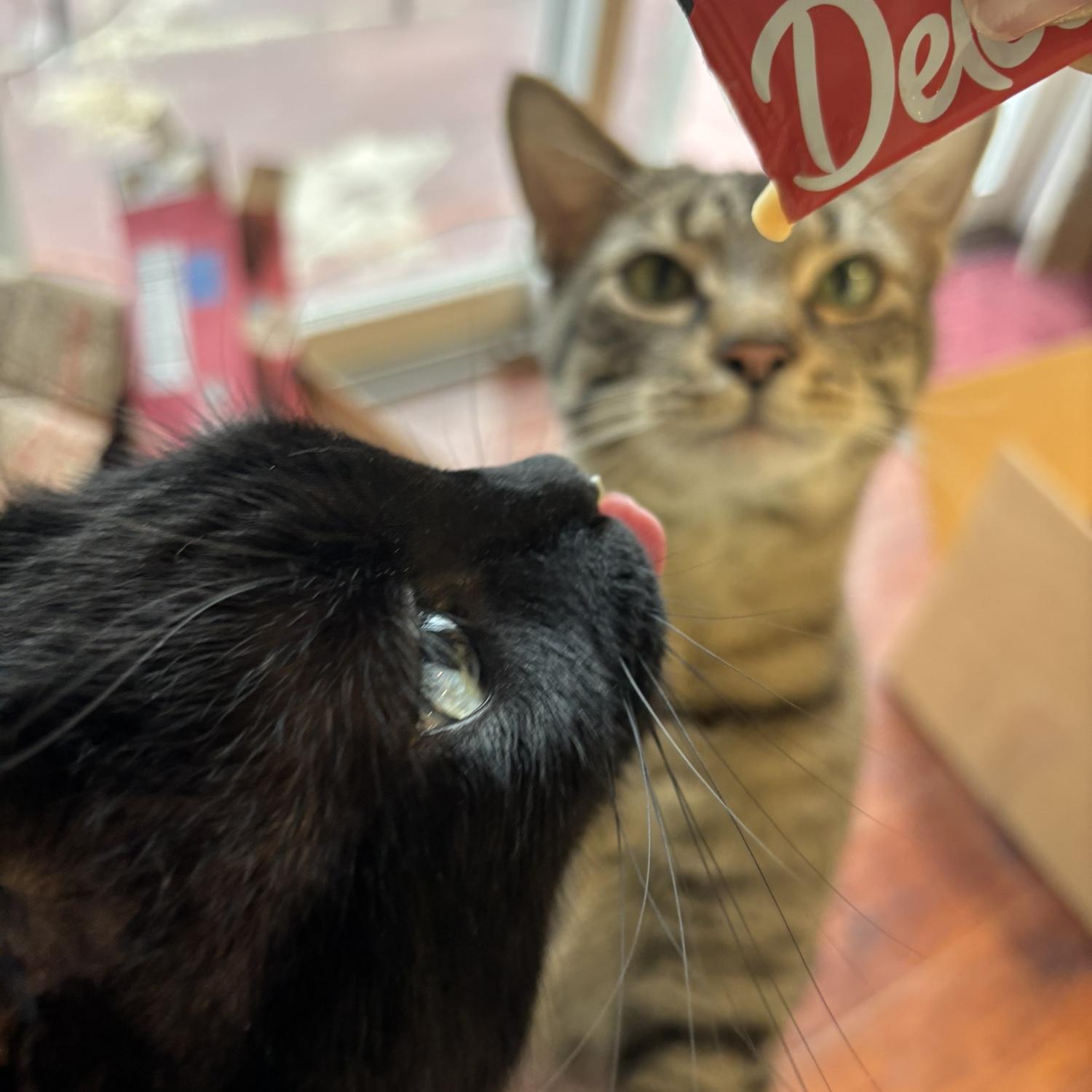 Ending with a lovely photo of our cats sharing a squeezey treat.