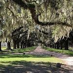 Boone Hall Plantation & Gardens