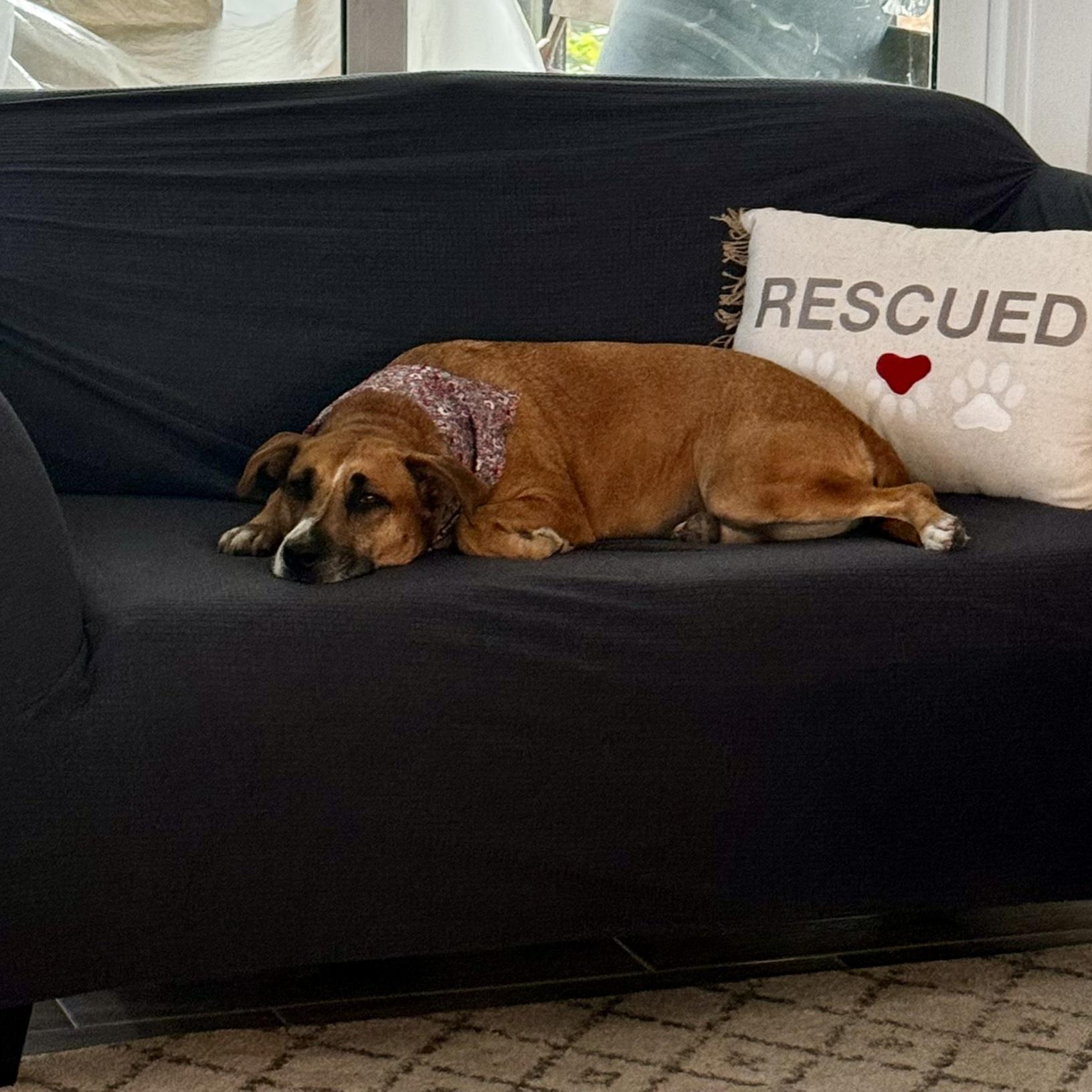 Instead of chucking this old couch, Maya claimed it as her own.