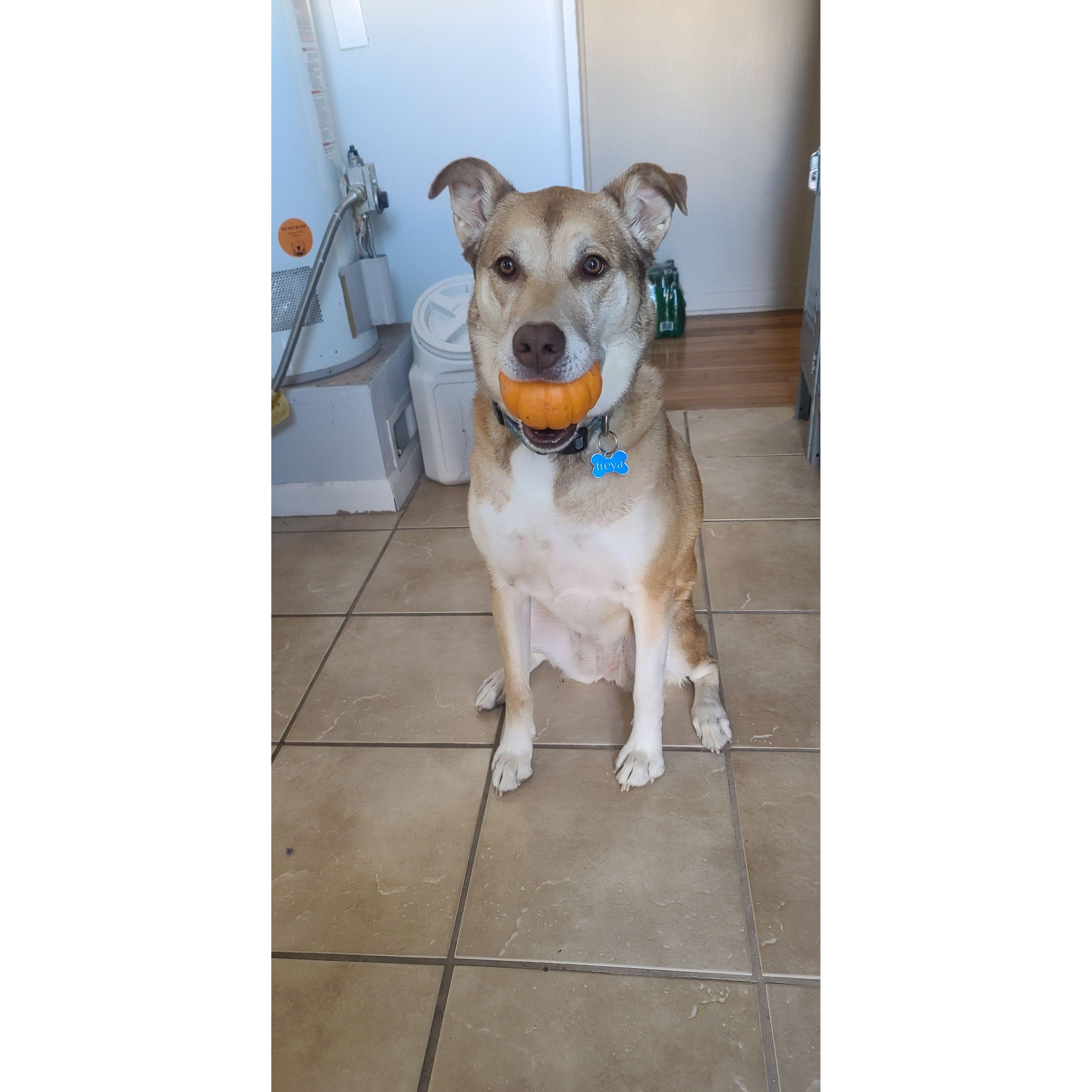 Freya loves pumpkins!