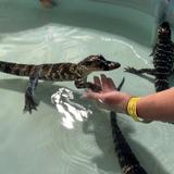 Insta-Gator Ranch & Hatchery