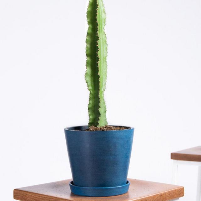 Emerald Ripple Cactus