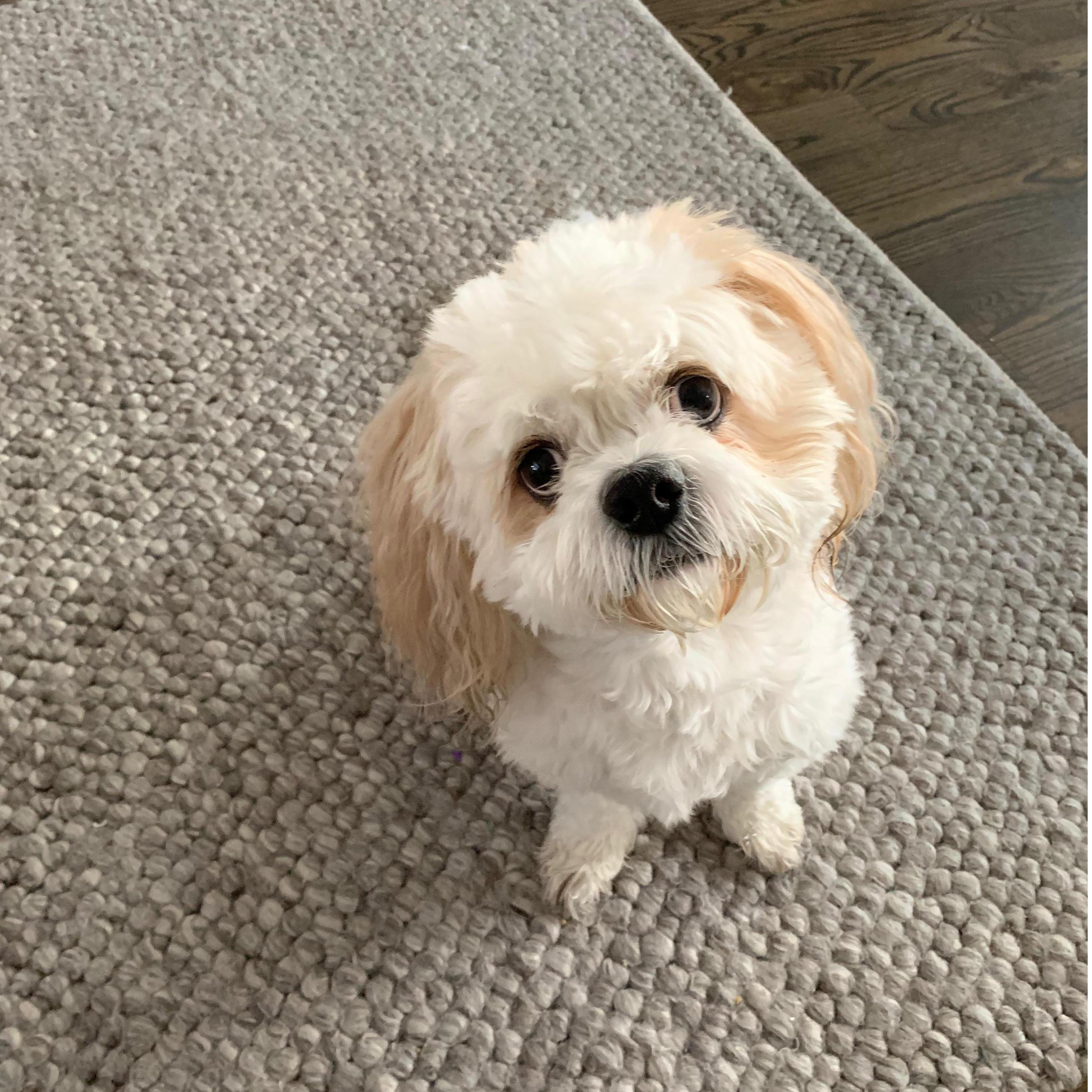Our only kid... Yes, we spoil Diggy and we're okay with it.