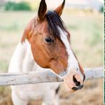 Horseback Riding