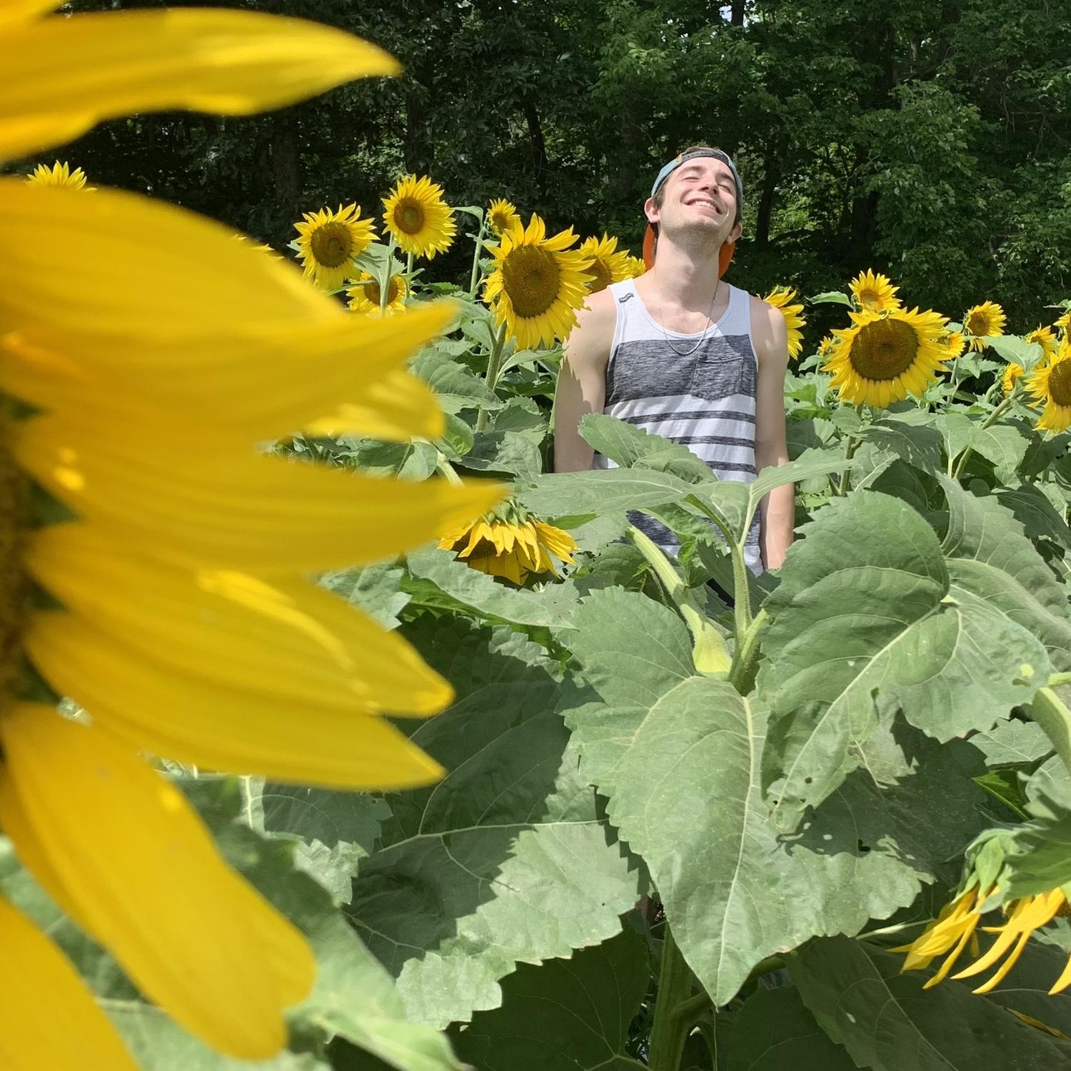 Sunflower Festival, Lee, NH