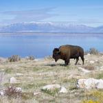 Antelope Island