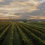 CT    Vineyards