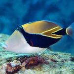 Snorkeling at Hanauma Bay