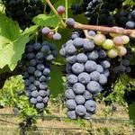 James River Cellars Winery