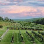 Sunset Meadow Vineyards