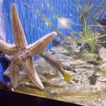 Woods Hole Science Aquarium