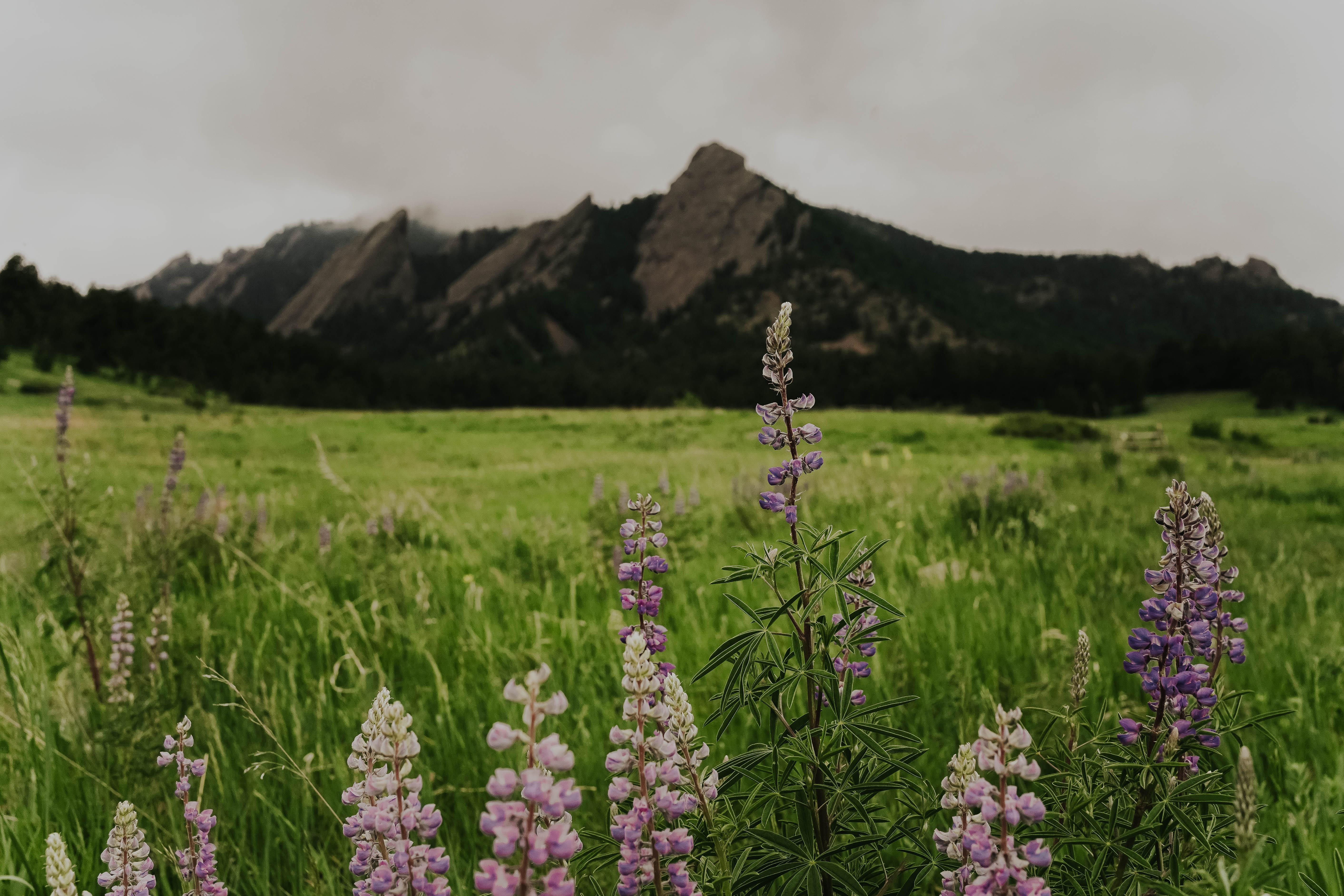 The Wedding Website of Rachel Di Petrillo and Conner Reilly