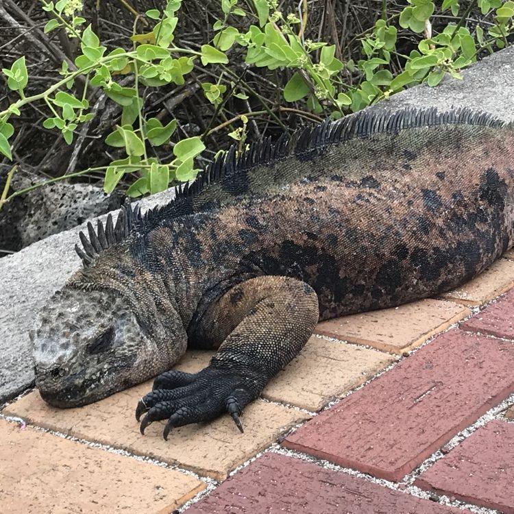 Galapagos - This Galápagos iguana rests proudly on the streets, showing off its prehistoric beauty.