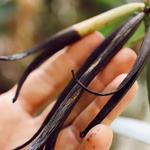 Hawaiian Vanilla Co.