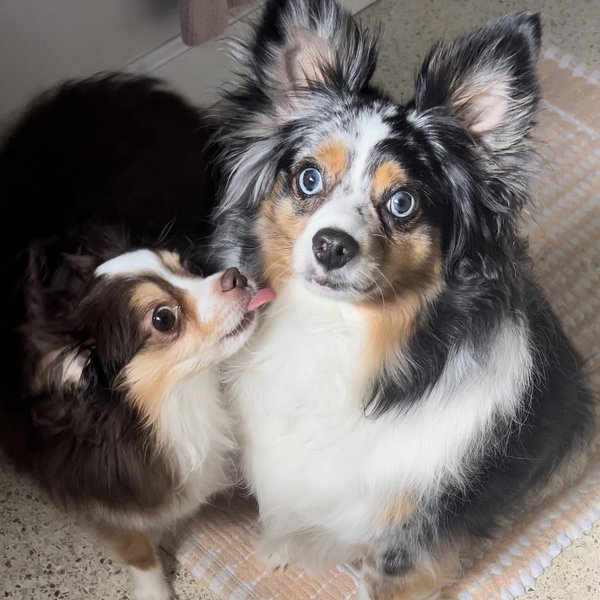 Our Pet Toy Fund