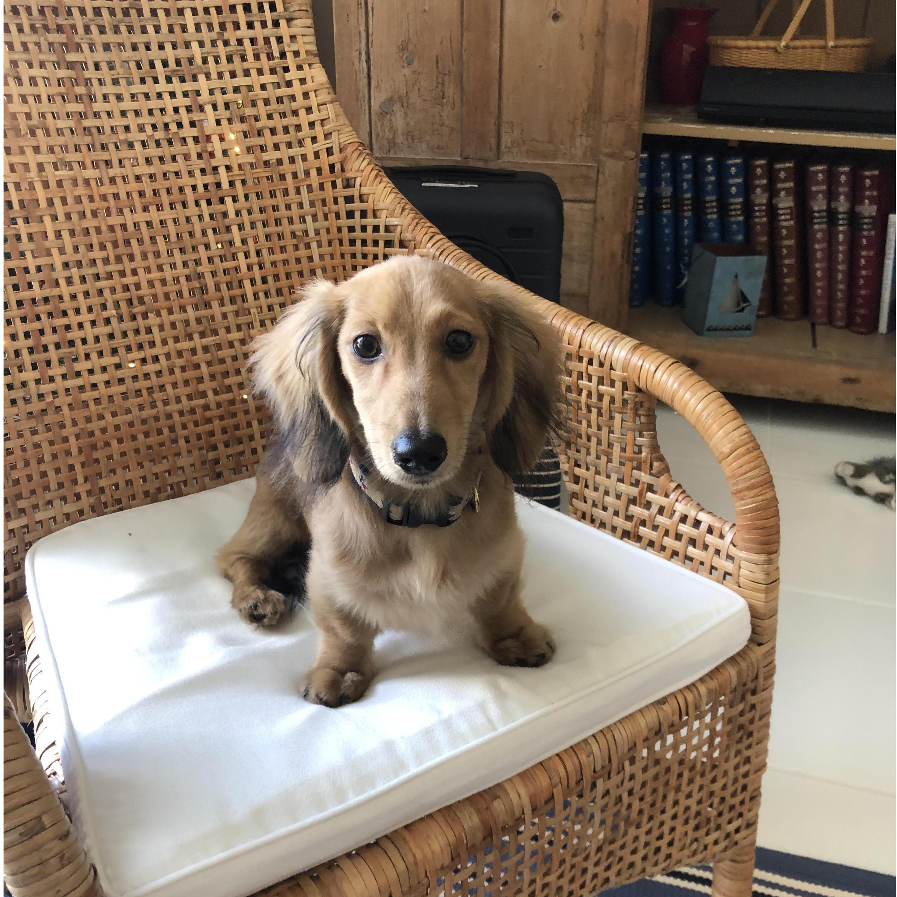 Finley! (Daisy will be at the Blue Heron, too!)
