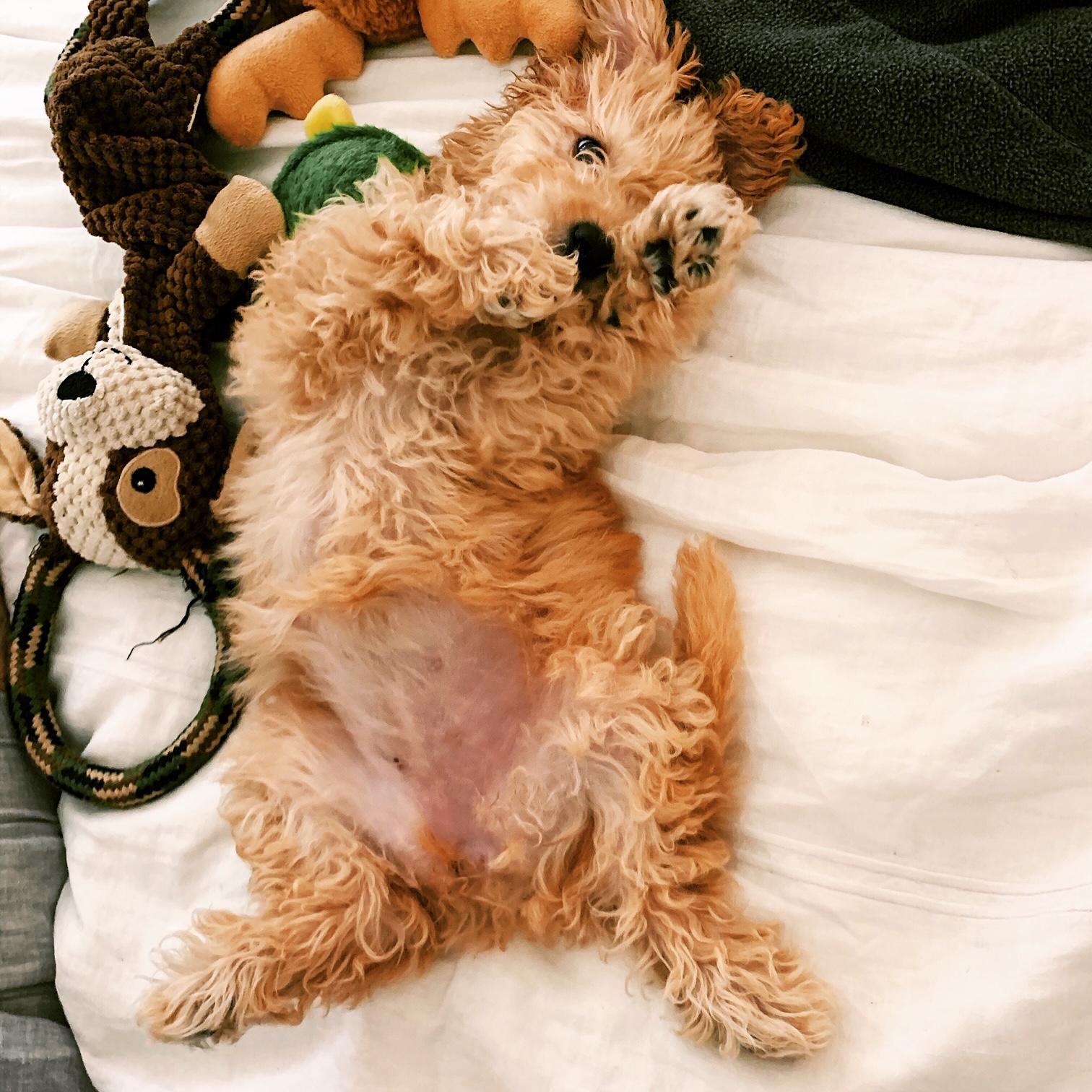 Our precious mini Labradoodle named Harley