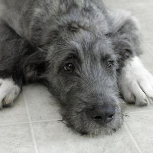 Our New Puppy