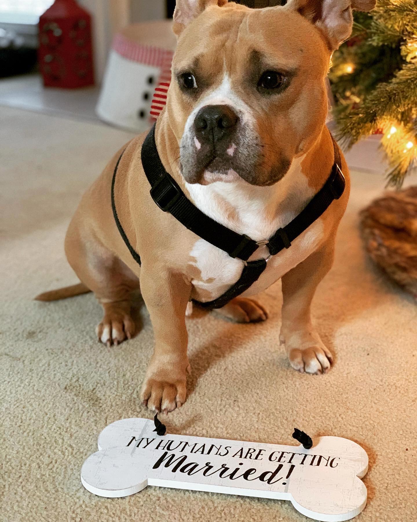Lambeau just can’t contain his excitement about his fur parents tying the knot!!!