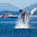Seattle Whale Watching Cruise
