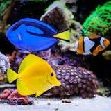 OdySea Aquarium