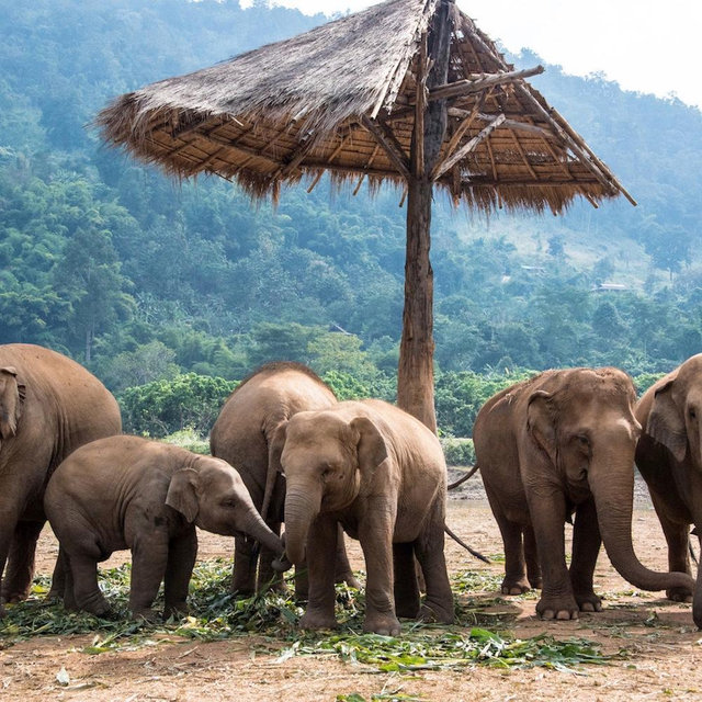 Elephant Encounter in Chiang Mai