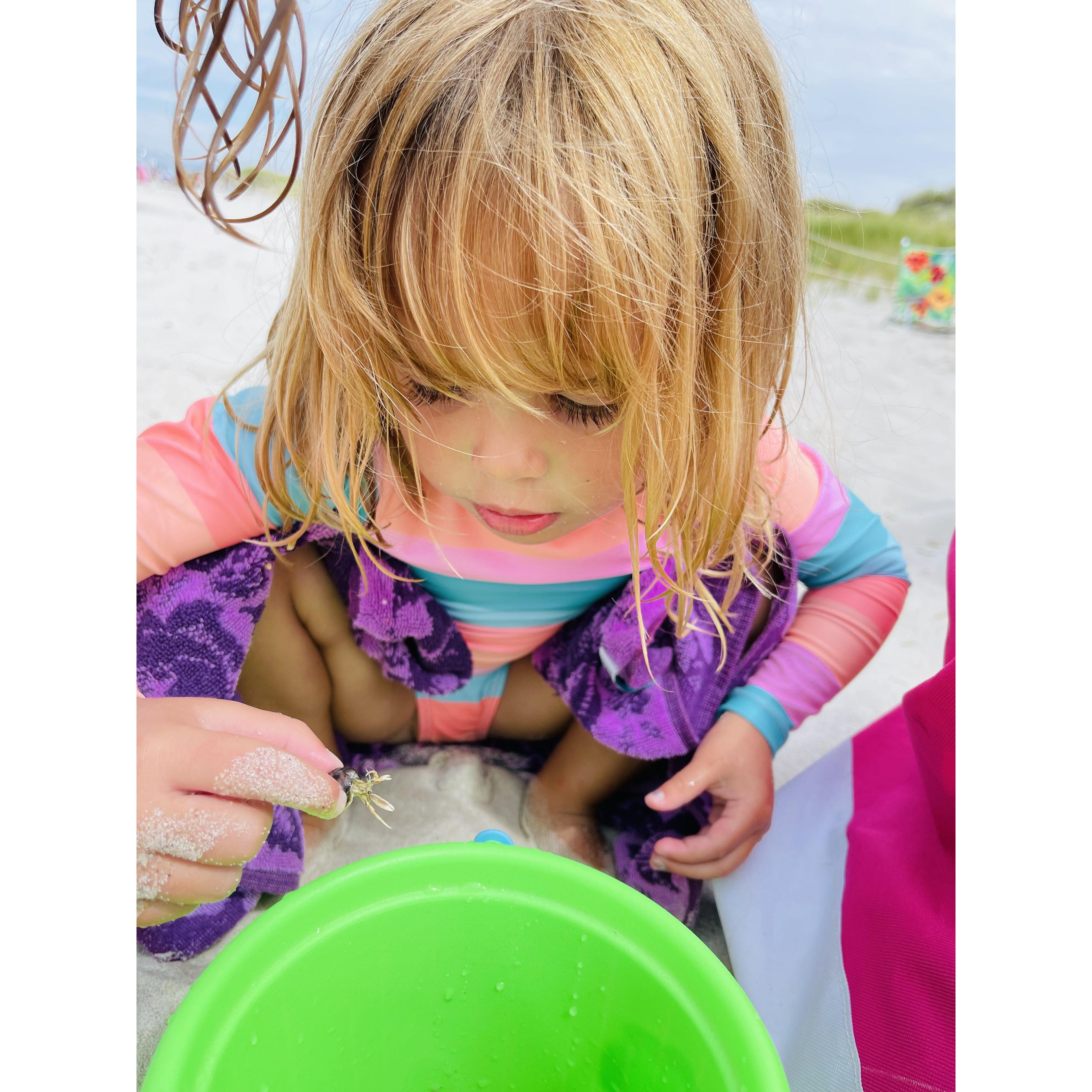 Hermit crabs on the beach