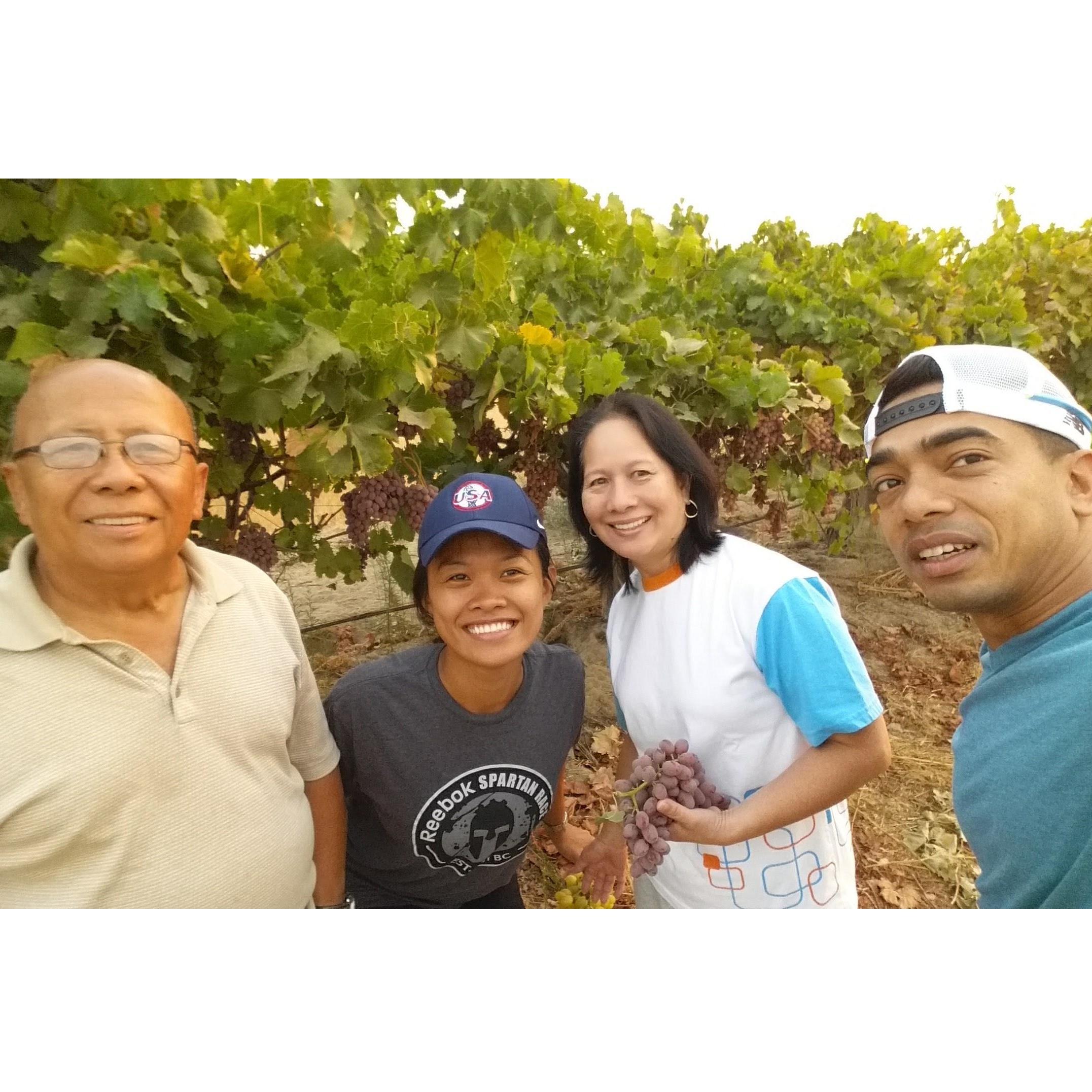 Grape picking with Lolo and Lola
