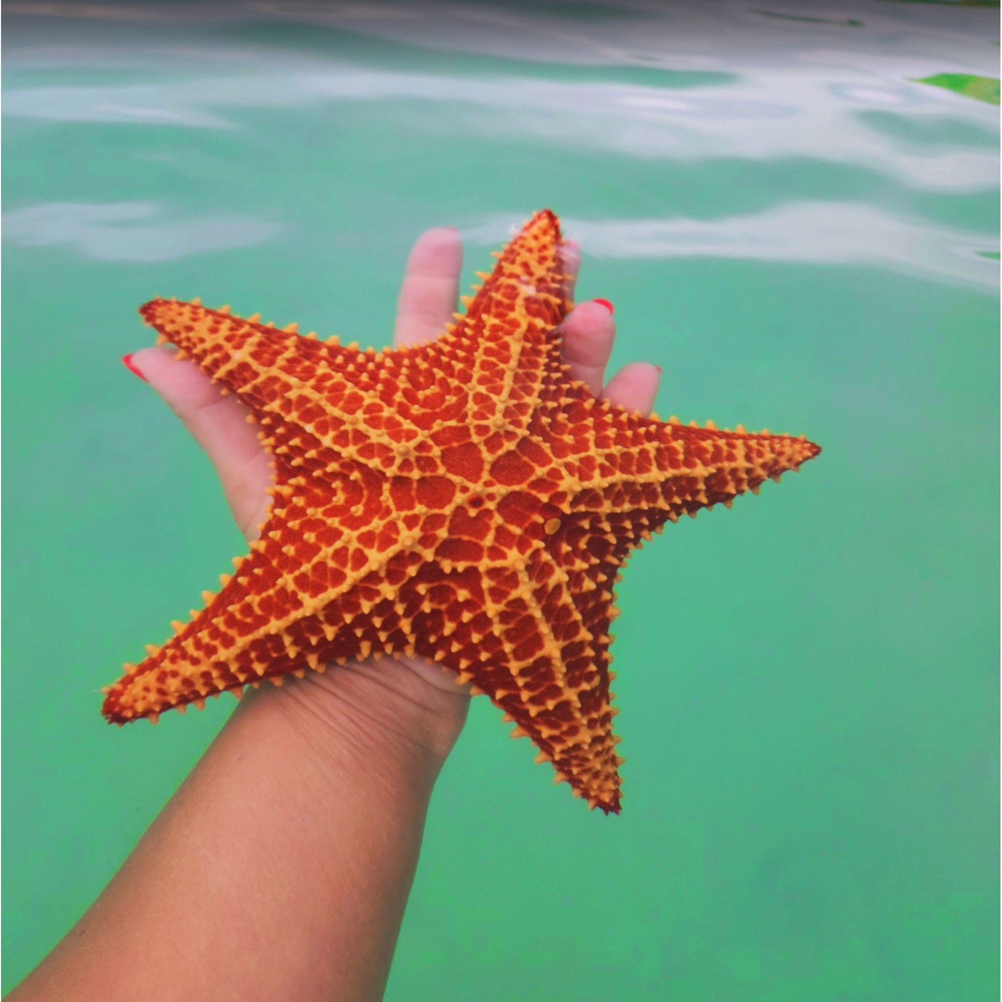 Where the sea sparkles, the sand tickles, and the starfish steal the show