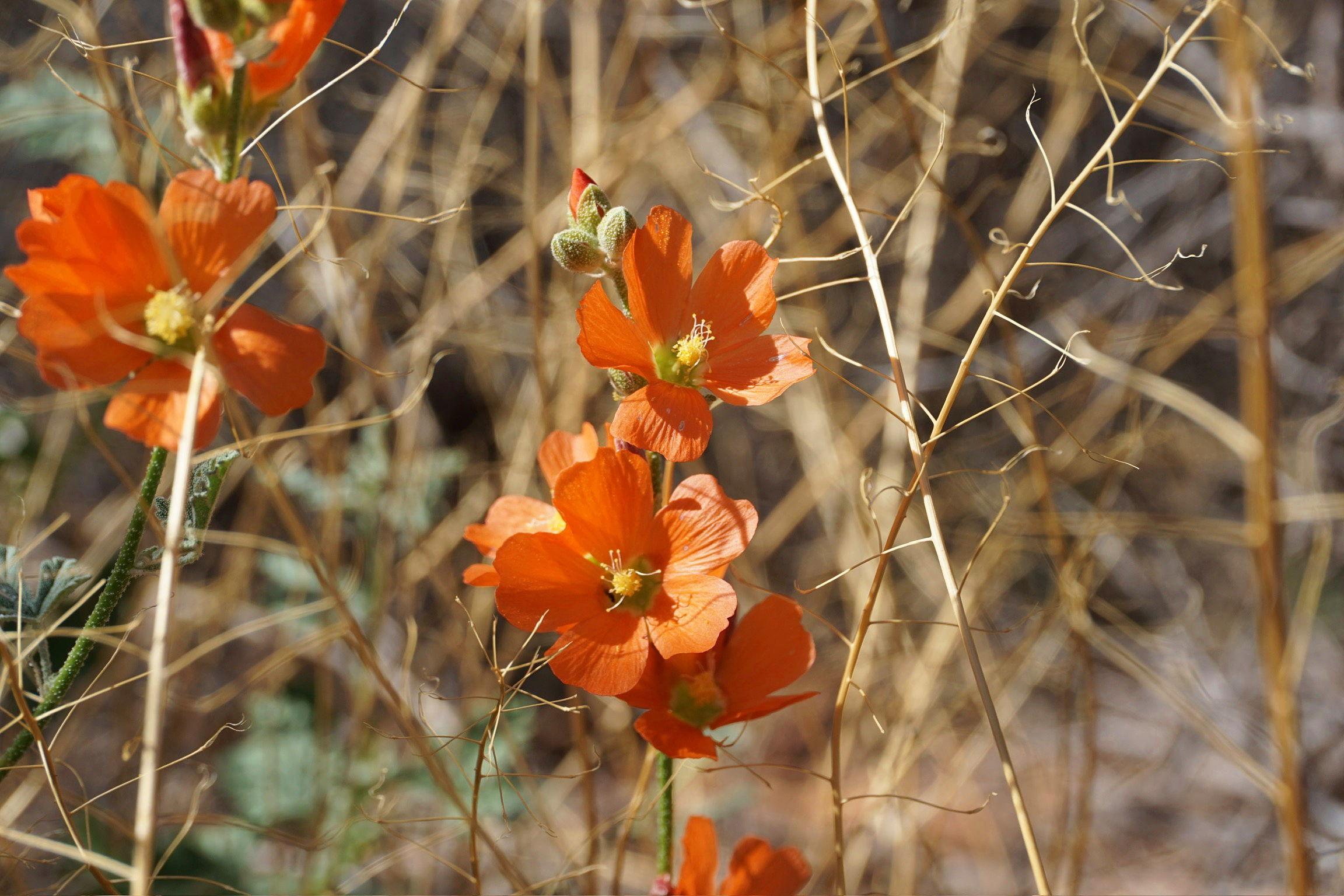 The Wedding Website of Alyssa Kellogg and Evan Jon Gennrich