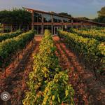 William Chris Vineyards