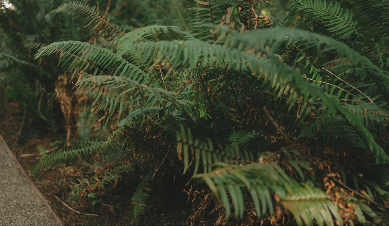 Footer image