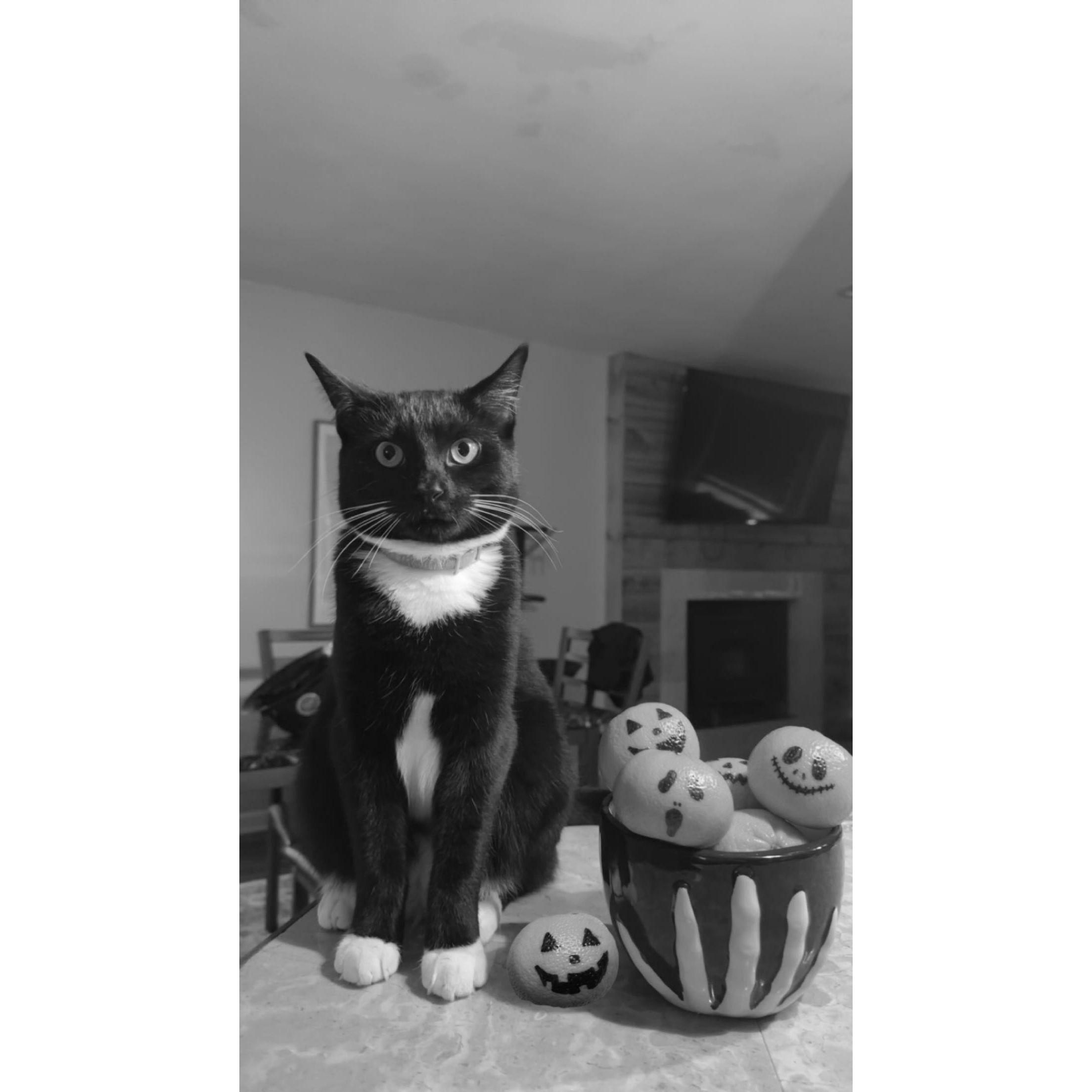 our youngest, Tux