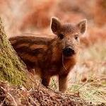 Bowland Wild Boar Park