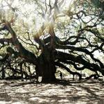 Angel Oak Tree