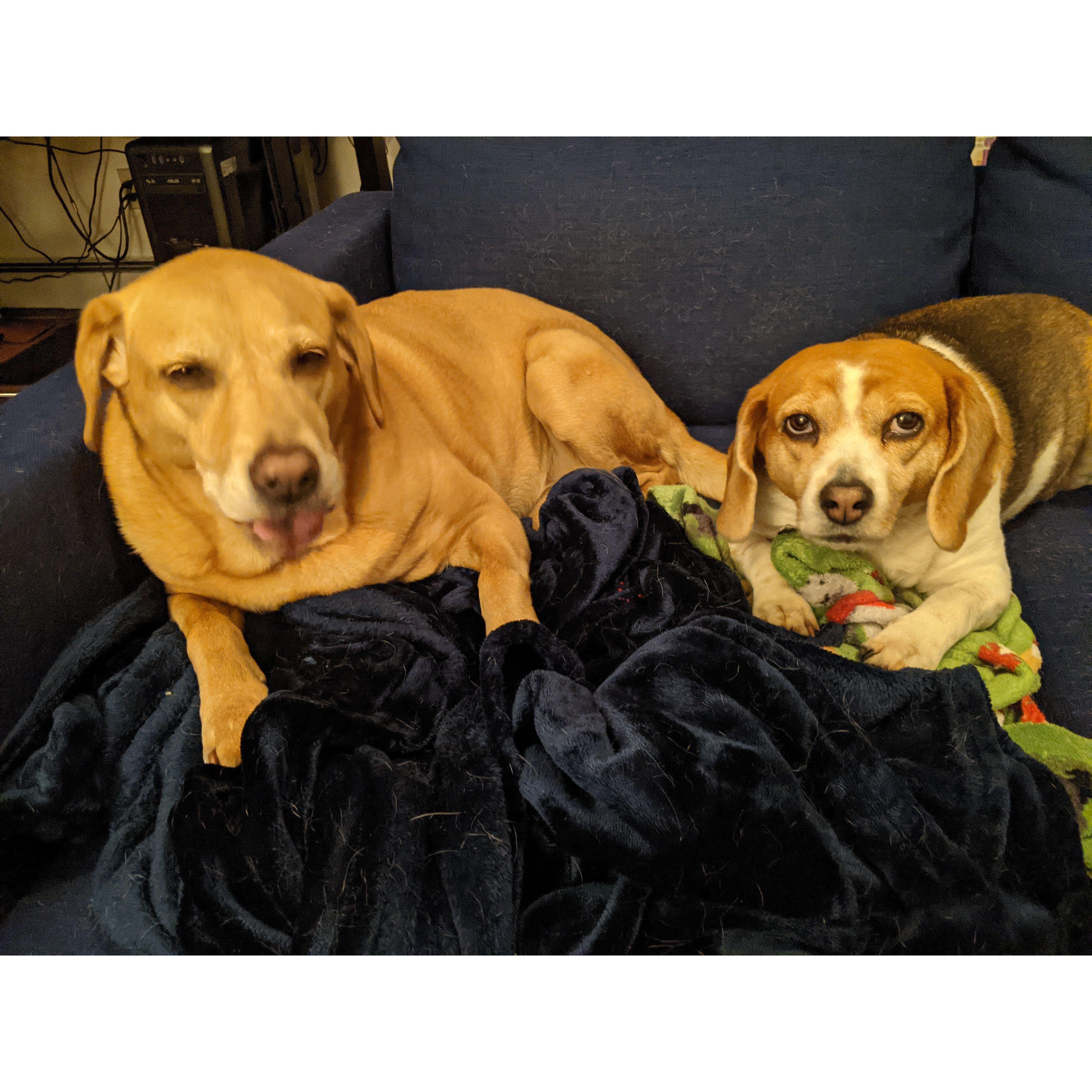Bo and Lila personality pic.
