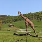 Wildlife Safari