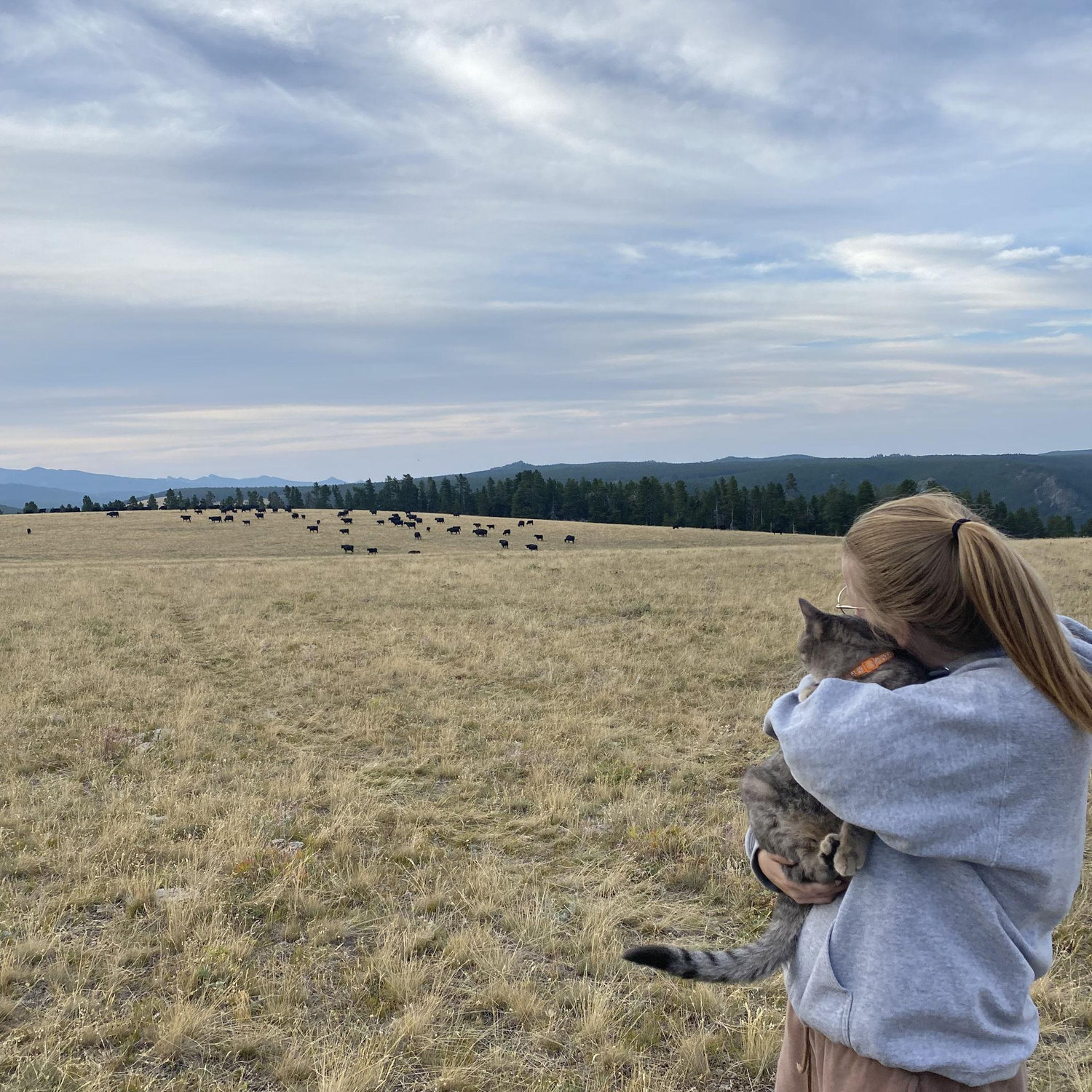 Dispersed camping in the Hunter area of the Bighorn National Forest