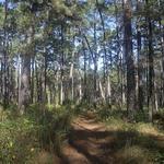 Lone Star Hiking Trail - Trailhead #3
