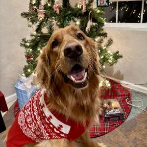 Year's Supply Of Pet Treats