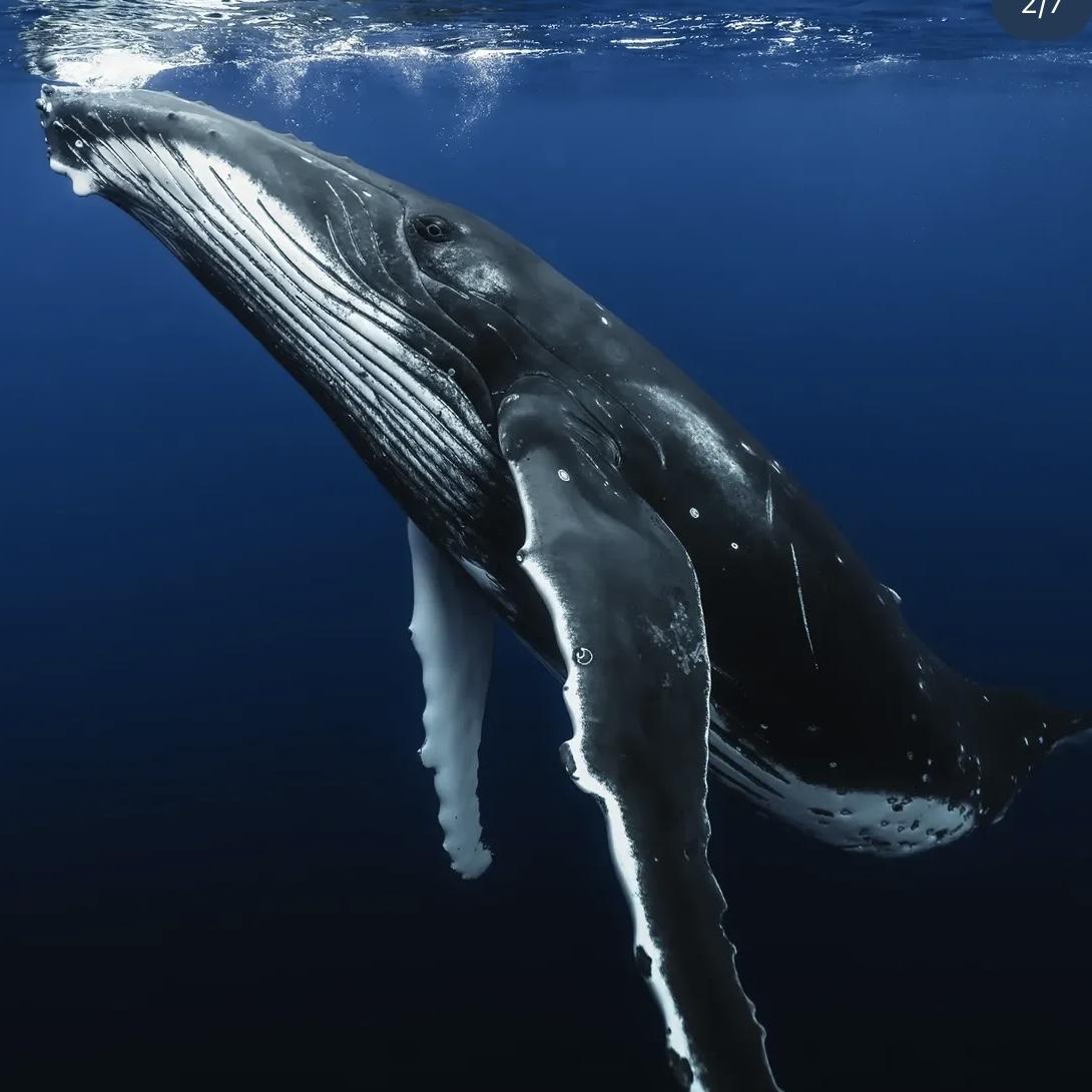 Honeymoon Whale Encounter Excursion for Two