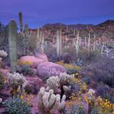 Saguaro National Park West