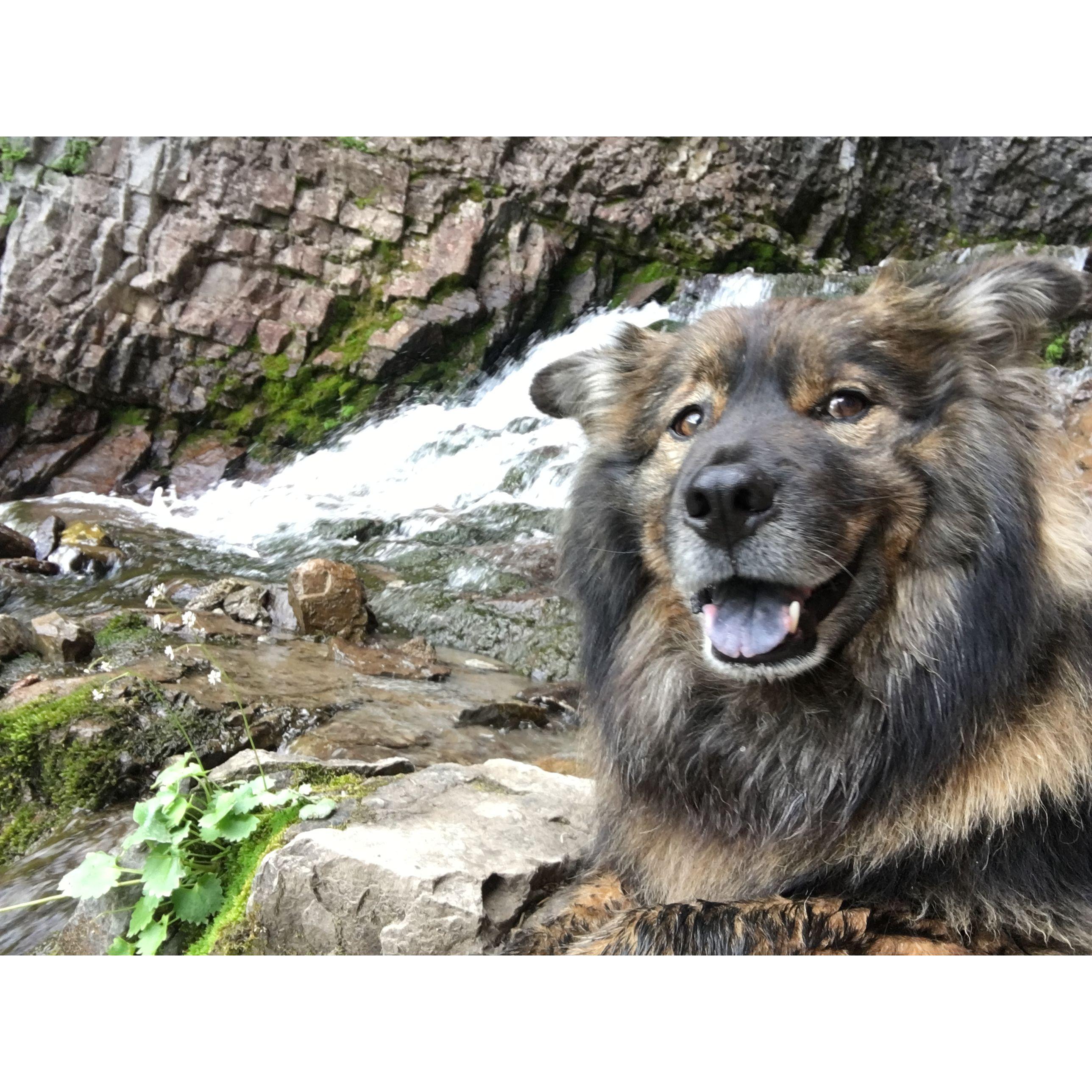 Griz on his cross country journey CT to PDX 2018