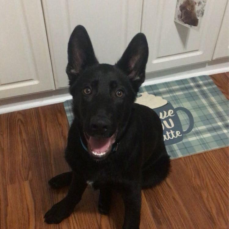 January 1st 2023 we picked up our sweet boy Obi. The best first dog we could have asked for!